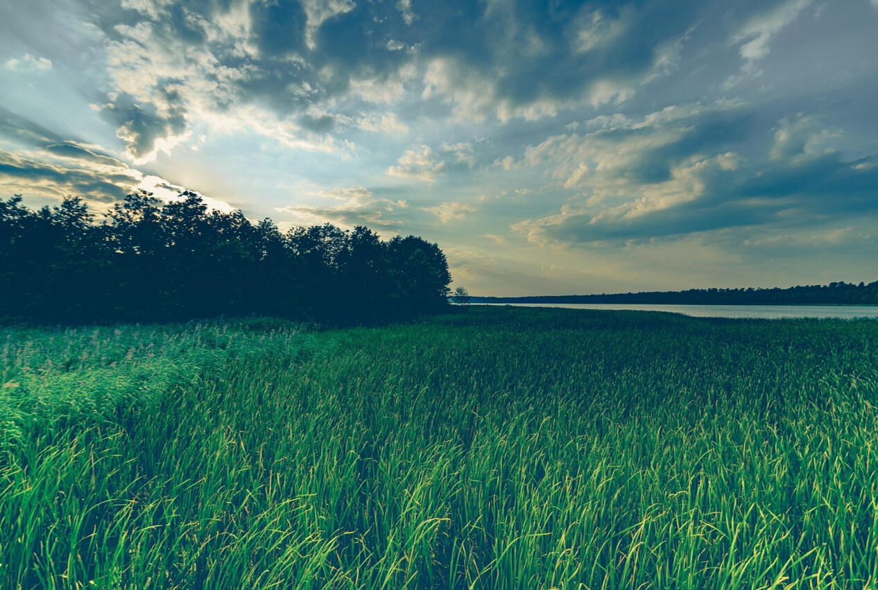 A wide field of tall green grass with a line of trees in the background, a calm lake on the horizon, and dramatic clouds lit by the setting sun.